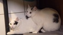 Zwei weiße Katzen mit schwarzen Flecken sitzen eng zusammen 