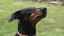 Hund mit schwarzem Fell und braunen Flecken in Nahaufnahme 