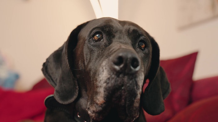 Schwarzer Hund mit kurzem Fell und kräftigem Kopf in Nahaufnahme