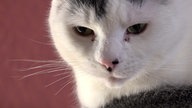 Weißer Kater mit schwarzen Flecken in Nahaufnahme