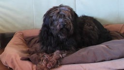 Hund mit längerem, schwarzem Fell in Nahaufnahme 