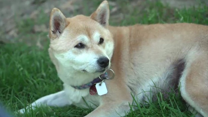 Hund mit beigefarbenem Fell liegt auf einer Wiese 
