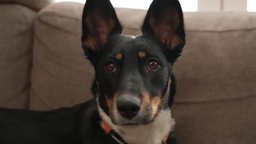 Ein dreifarbiger Hund mit spitzen Ohren in Nahaufnahme 