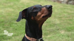 Das Bild zeigt einen Hund mit schwarz-braunem Fell 