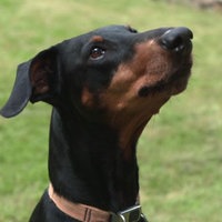 Das Bild zeigt einen Hund mit schwarz-braunem Fell 