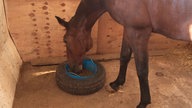 Braunes Pferd frisst aus einem blauen Eimer, der in einem Reifen steht 
