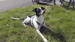 Hund mit schwarz-weißem Fell auf einer Wiese 