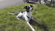 Hund mit schwarz-weißem Fell auf einer Wiese 