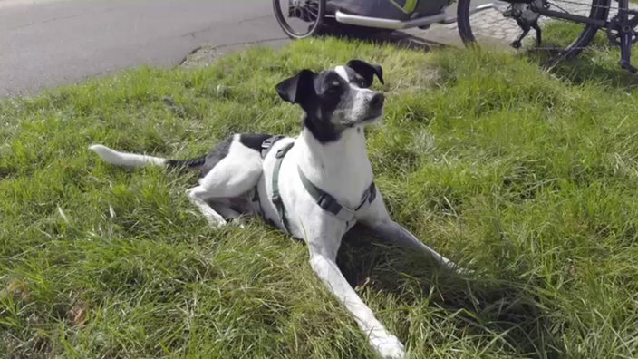 Hund mit schwarz-weißem Fell auf einer Wiese 