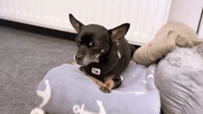 Ein kleiner schwarzer Hund liegt auf einer grauen Decke 