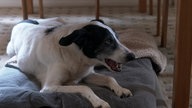 Mittelgroßer weiß-schwarzer Hund mit dichtem Fell liegt auf einem Teppich unter einem Tisch