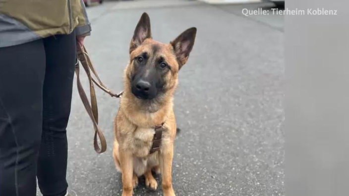 Ein schwarz-brauner Hund sitzt angeleint auf der Straße 