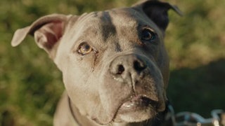 Grauer Hund in Nahaufnahme 