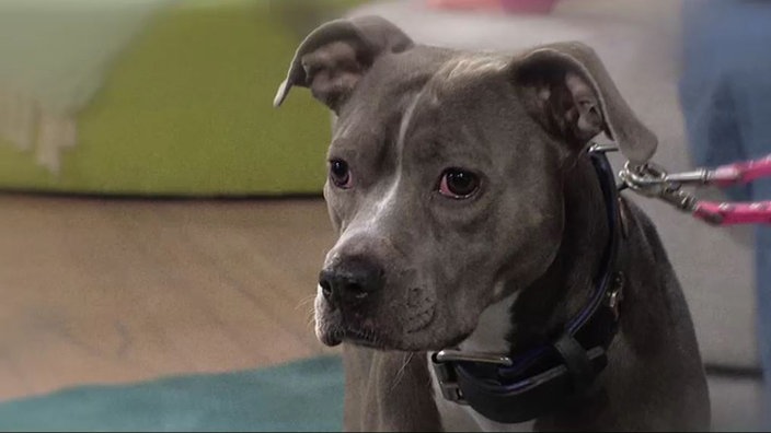 Hund mit grauem Fell in Nahaufnahme 