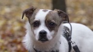 Hund mit braun-weißem Fell in Nahaufnahme 