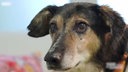 Schwarz-brauner Hund in Nahaufnahme 