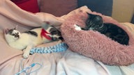 Zwei Katzen liegen auf einer Decke und spielen zusammen 