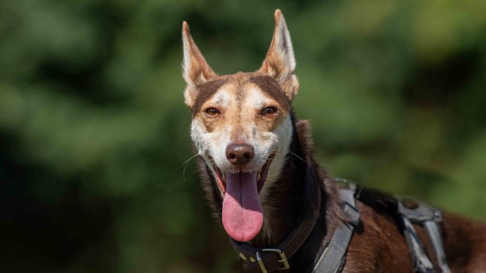 Hund mit dunkelbraun-beigefarbenem Fell und spitzen Ohren in Nahaufnahme 