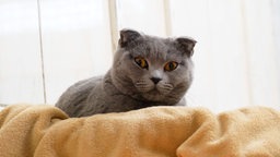 Katze mit grauem Fell liegt auf einer gelben Decke 