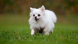 Ein kleiner, weißer flauschiger Hund läuft über eine Wiese
