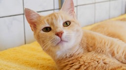 Katze mit rot getigertem Fell schaut in die Kamera 