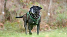 Hund mit braungestromtem Fell und grünem Geschirr auf einer Wiese 