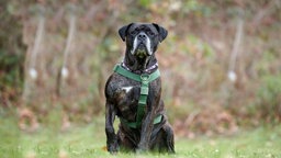 Hund mit braungestromtem Fell und grünem Geschirr sitzt auf einer Wiese 