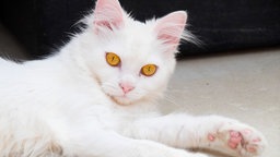 Katze mit schneeweißem Fell und orangefarbenen Augen 