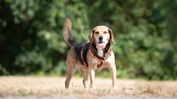 Hund mit tricolor-farbenem Fell hechelnd auf einer Wiese 