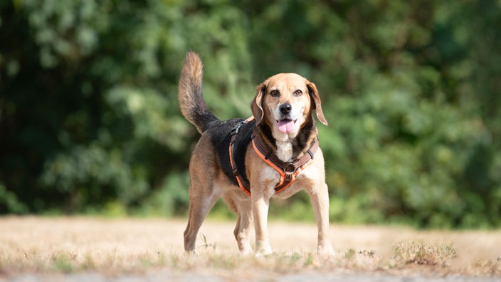 Hund mit tricolor-farbenem Fell hechelnd auf einer Wiese 