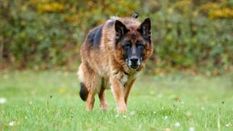 Braun-schwarzer Hund läuft über eine Wiese 