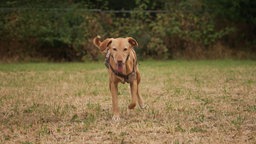 Hund mit beigefarbenem Fell auf einer Wiese 