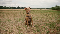 Hund mit beigefarbenem Fell sitzt auf einer Wiese 