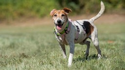 Dreifarbiger Hund steht hechelnd auf einer Wiese 