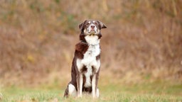 Hund mit braun-beigefarbenem Fell auf einer Wiese 
