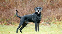 Hund mit schwarzem Fell steht auf einer Wiese 