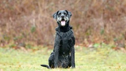 Hund mit schwarzem Fell sitzt hechelnd auf einer Wiese 