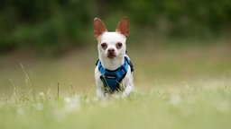 Kleiner Hund mit weißem Fell und braunen Abzeichen auf einer Wiese  