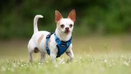 Kleiner Hund mit weißem Fell und weißen Abzeichen auf einer Wiese  