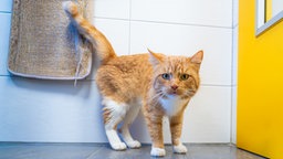 Kater mit rotem Fell schaut direkt in die Kamera 