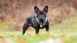 Hund mit schwarzem Fell steht auf einer Wiese 