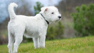 Hunde