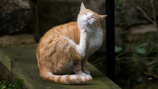 Katze