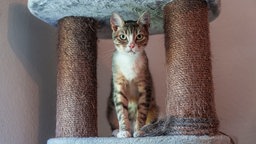 Zierlicher Kater mit getigertem Fell und weißer Brust sitzt aufrecht in einem Kratzbaum und schaut direkt in die Kamera