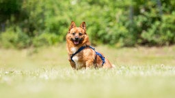 Ein rotbrauner Hund sitzt auf einer Wiese 