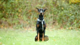 Großer schwarz-brauner Hund sitzt auf einer Wiese 