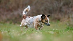 Hund mit braun-weißem Fell auf einer Wiese 