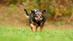 Ein mittelgroßer braun-schwarzer Hund läuft über eine Wiese