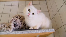 Katze mit weißem Fell schaut mit geneigtem Kopf in die Kamera 