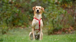 Hund mit hellbraunem Fell sitzt auf einer Wiese 